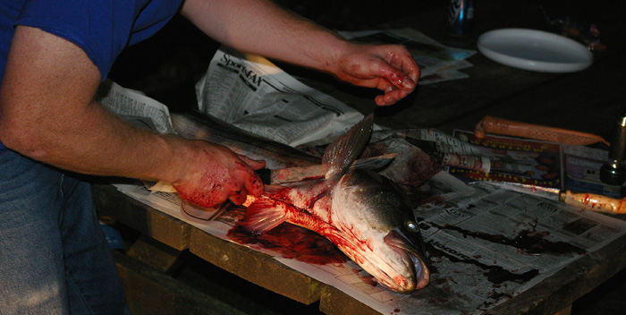 fish cut 3